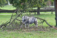 Pony-Dorfspaziergänge.jpg